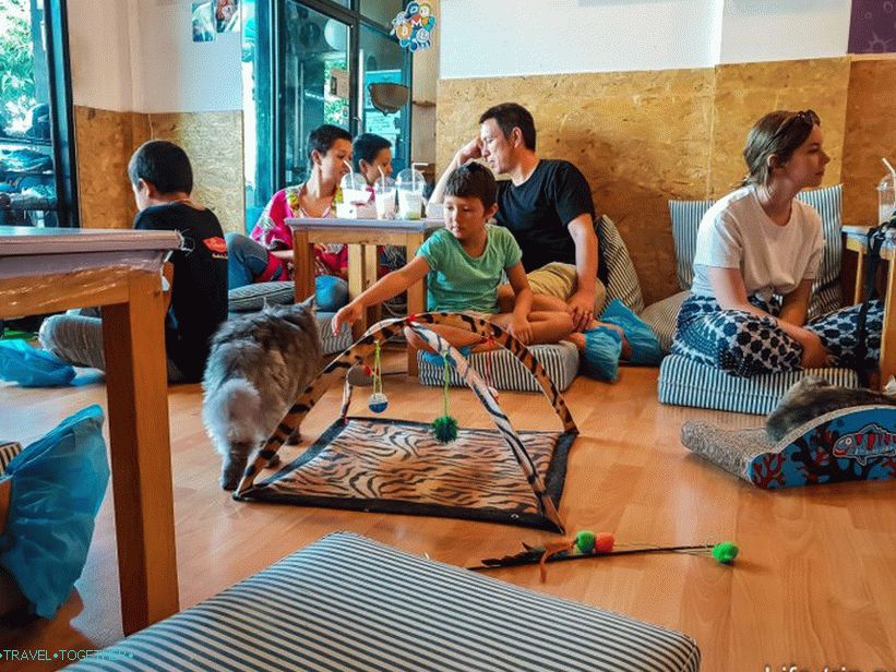 Cafe Cat's Catmosphere v Chiang Maiju