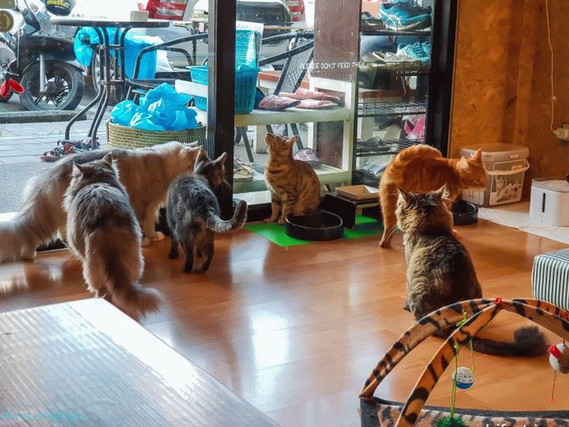 3 Koto Cafe v Chiang Mai - Catmosphere, Cat Brothers, postaja Cats