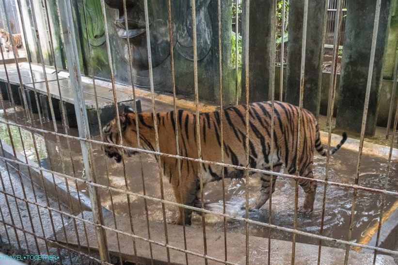 Akvarij in Tiger Zoo na Samui - žalostna in draga