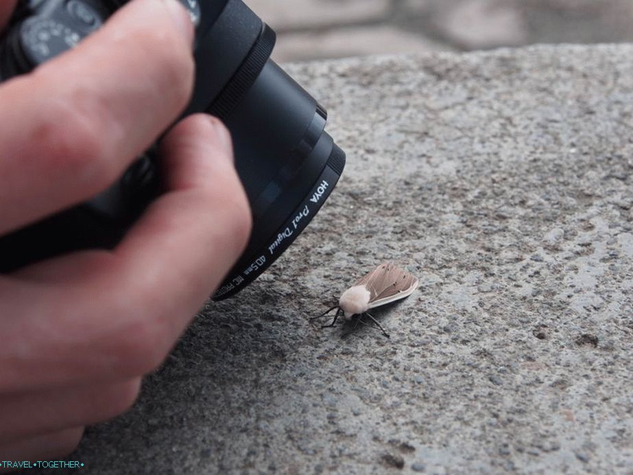 Potovanje z entomologi - fotoaparat je stalno v makro načinu