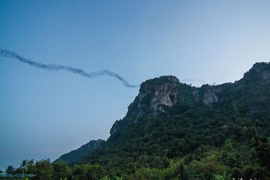 Planina netopirjev blizu Cha Am