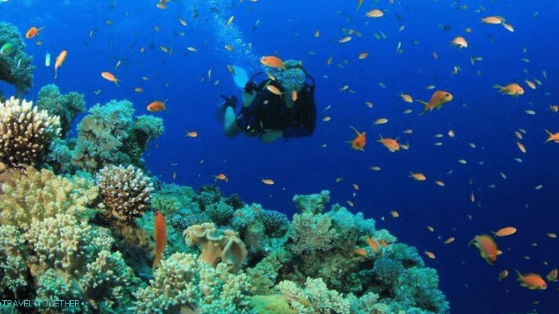 Potapljanje na Samui, Koh Tao, Nang Yuan z ruskim vodnikom