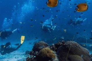 Potapljanje na Samui, Koh Tao, Nang Yuan z ruskim vodnikom