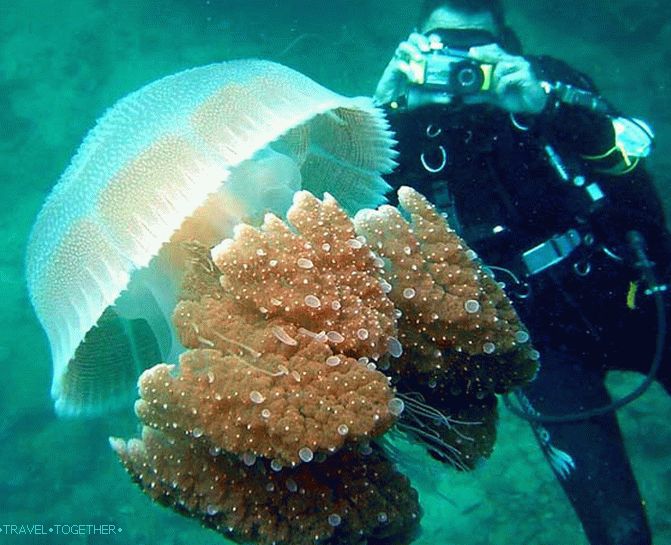 potapljač v Grčiji vzame meduze