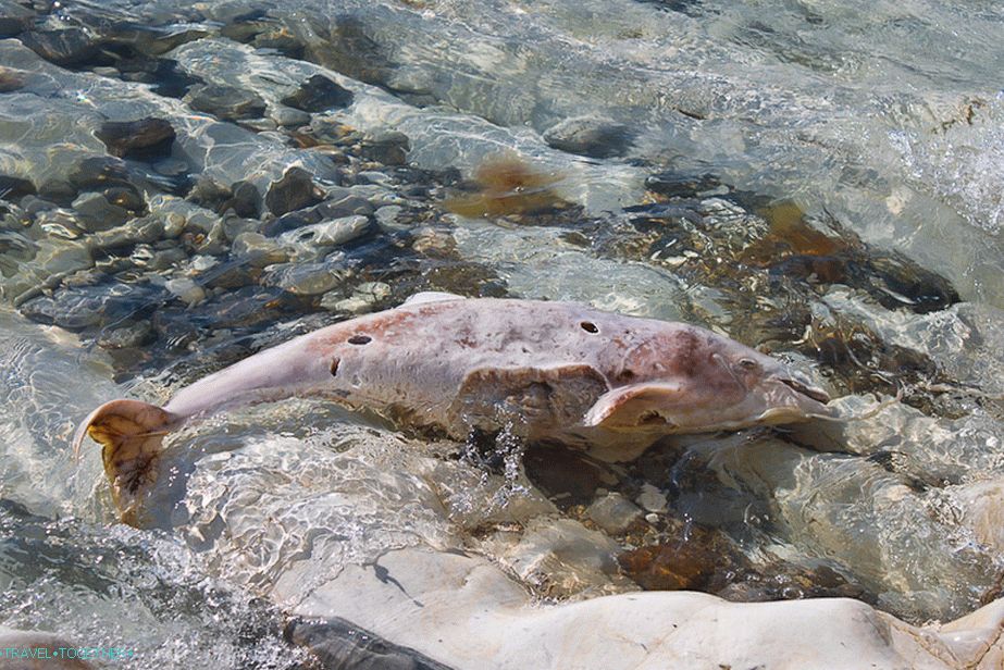 Mrtvi delfin na divjih plažah