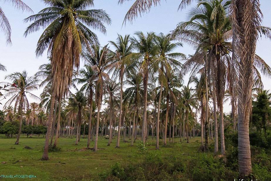 Okoli palmovega gozda