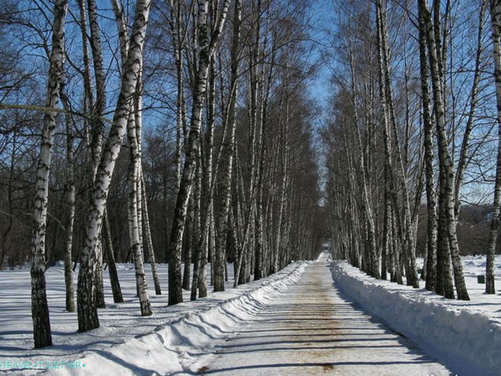 Muzej Yasnaya Polyana. Birch Alley.