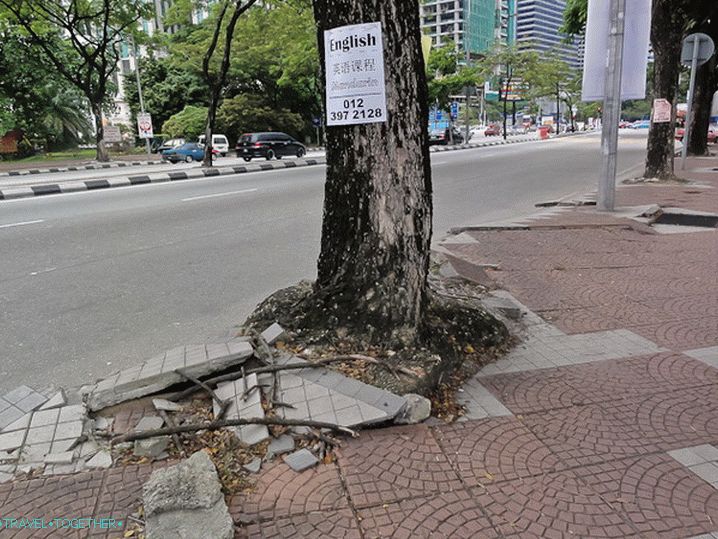 Korenine drevesa hitijo do svobode