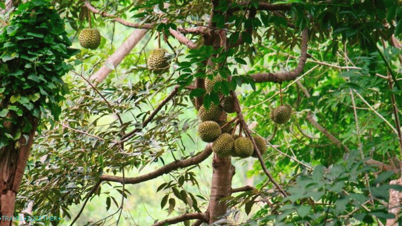 Durian na Tajskem