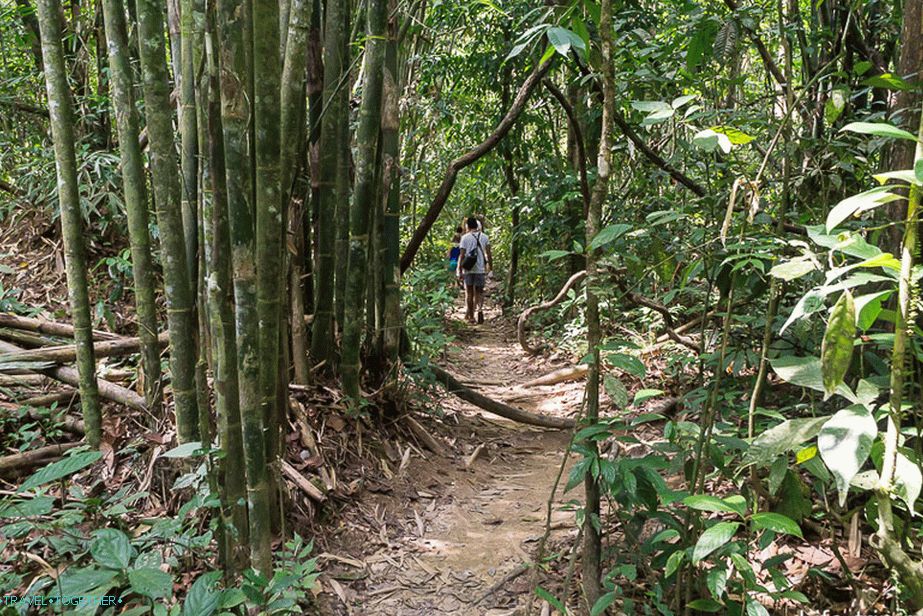 Pot v džungli, okoli bambusa