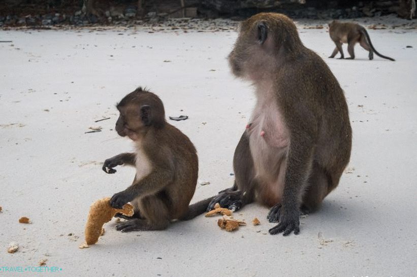 Monkey Beach na Phi Phi Donu