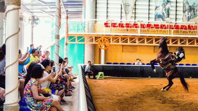 Pipo Pony Farm v Pattayi