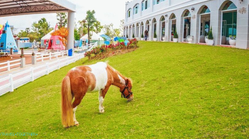 Pipo Pony Farm v Pattayi