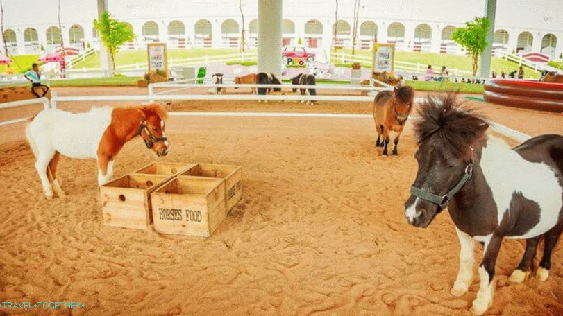 Pipo Pony Farm v Pattayi