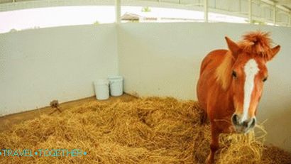 Pipo Pony Farm v Pattayi