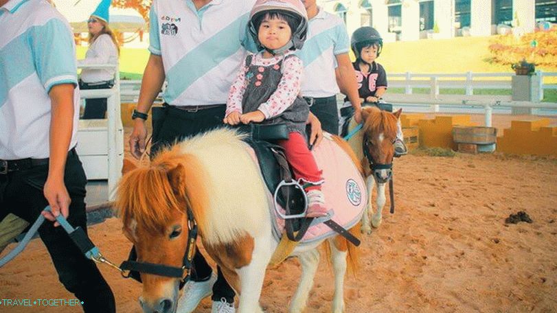 Pipo Pony Farm v Pattayi