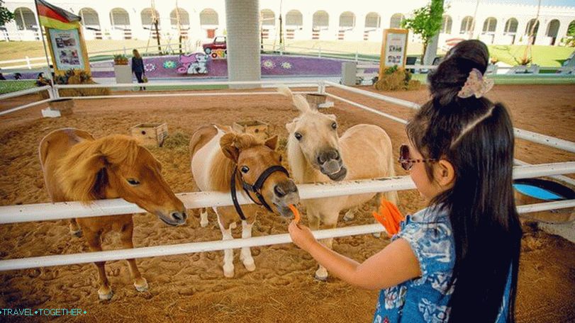Pipo Pony Farm v Pattayi