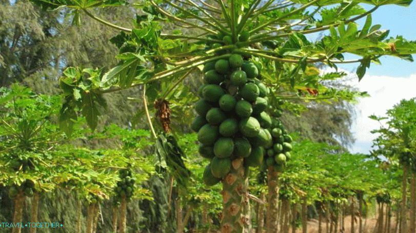 Papaya Plantations