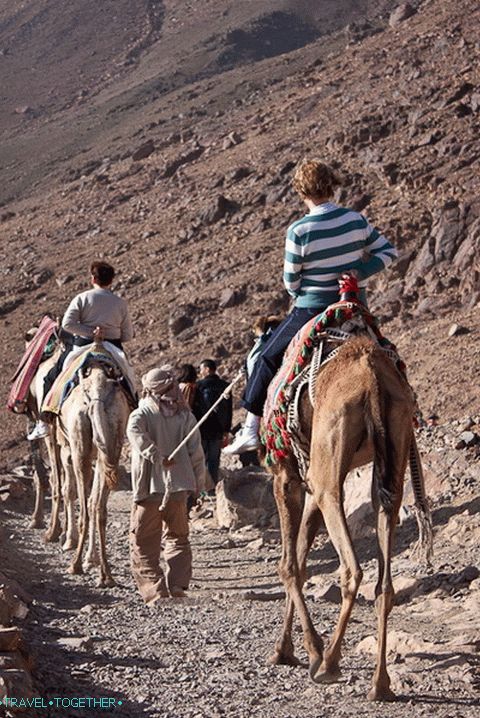 Mount Moses. Procesija kamel.