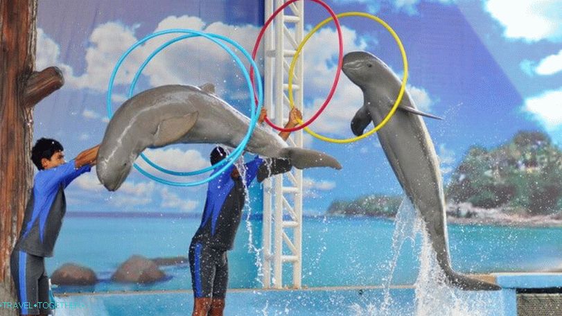 Dolphin show v Pattayi