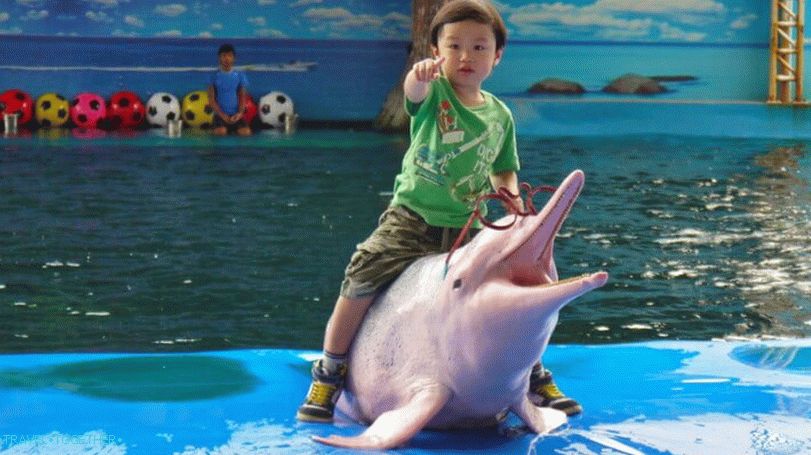 Plavaj z delfini v Pattayi