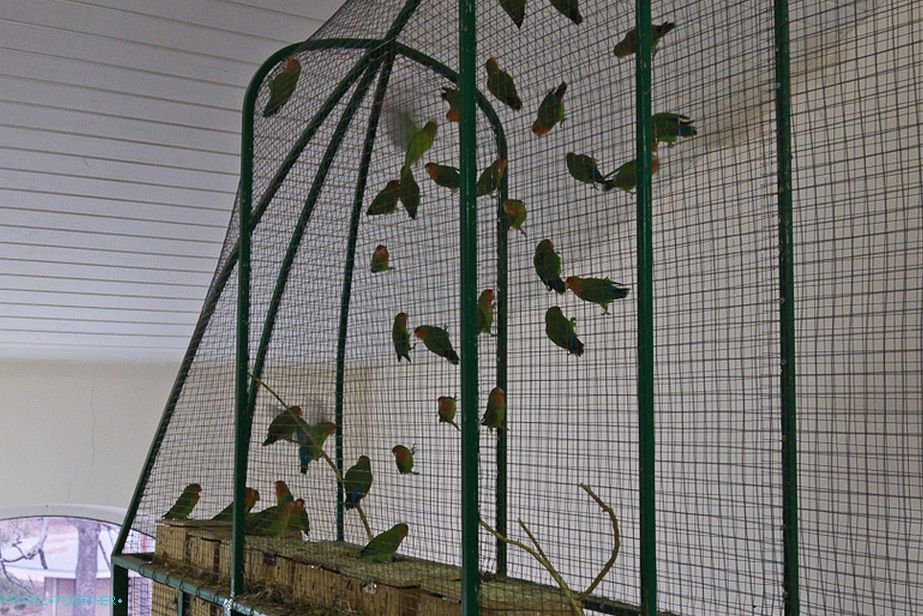 Papagaji v trimetrski kletki histerično cvilijo