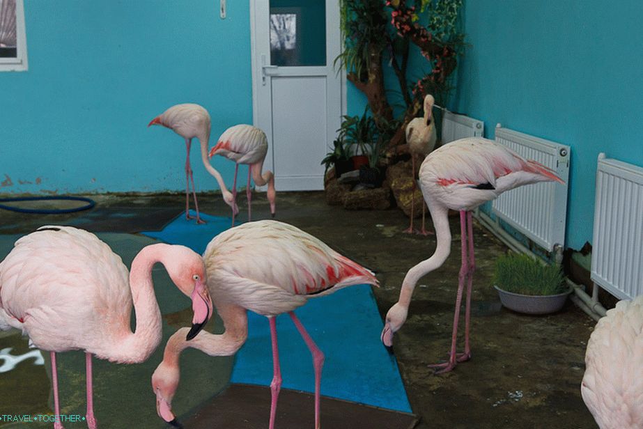 Flamingi izgledajo zabavno glede na radiatorje