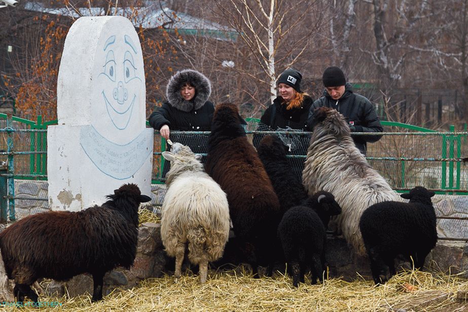 Obiskovalci nahranijo ovce