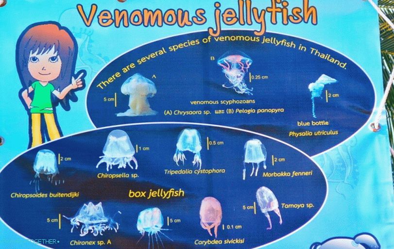 Opozorilo o nevarnostih tajske meduze