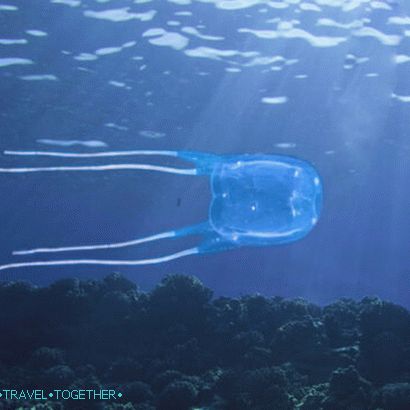 Medusa Sea Wasp na Tajskem