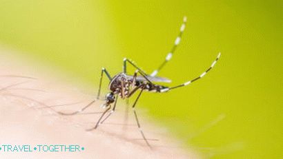 Komar na Tajskem, ki trpi dengue