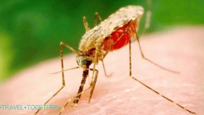 Malarijski komar na Tajskem