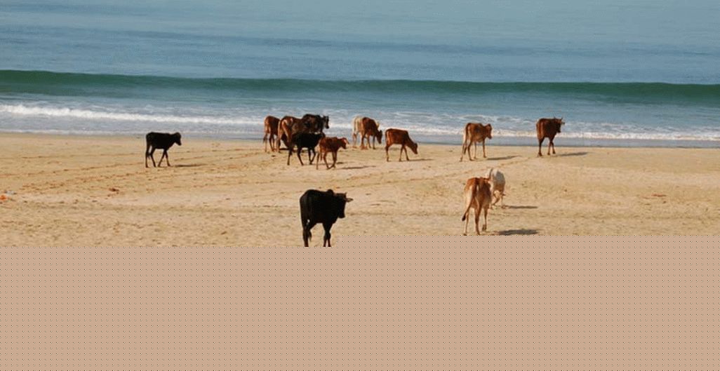 Krave na plaži - Goa, Indija