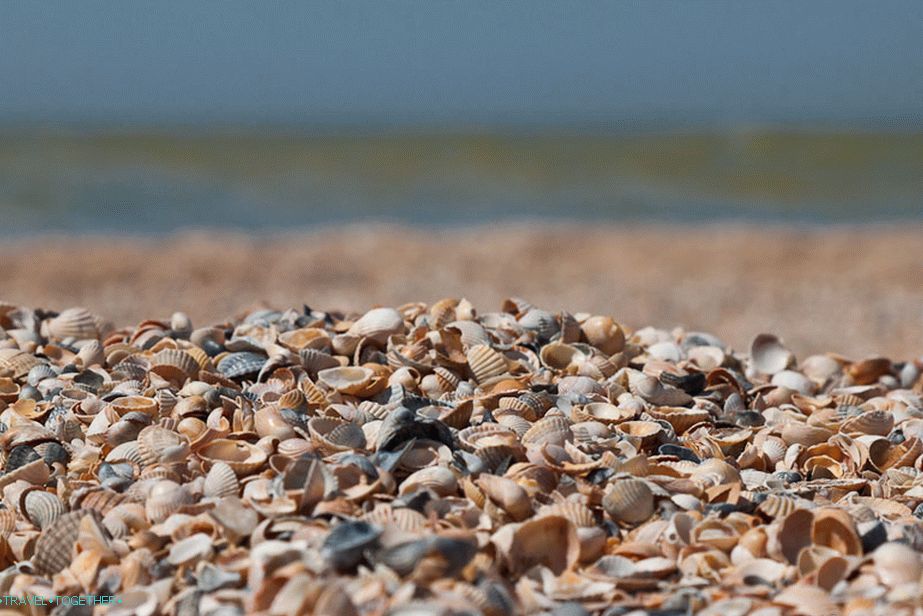 Plaža plitkih školjk