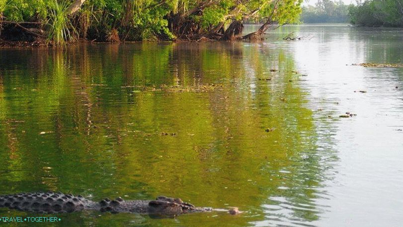Krokodili na Tajskem