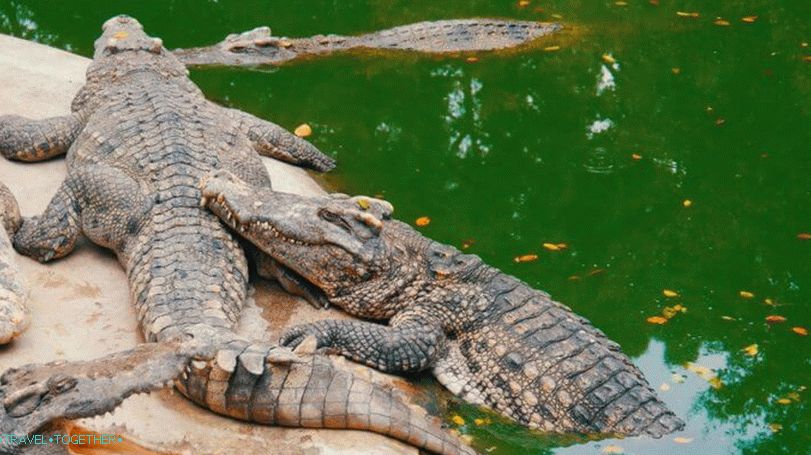Krokodili na Tajskem