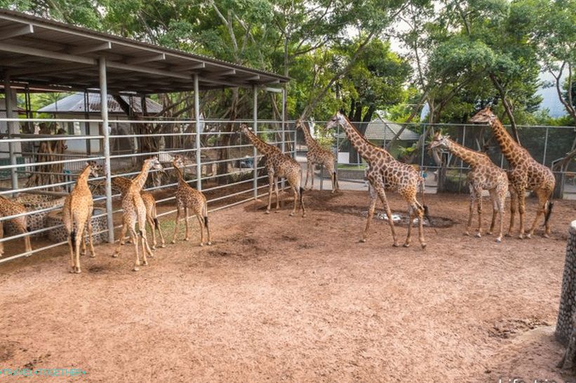 Krokodilska kmetija v Pattayi in park milijonskih kamnov - moji vtisi
