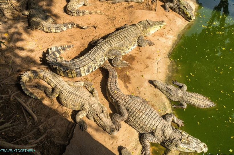 Krokodilska kmetija v Pattayi in park milijonskih kamnov - moji vtisi