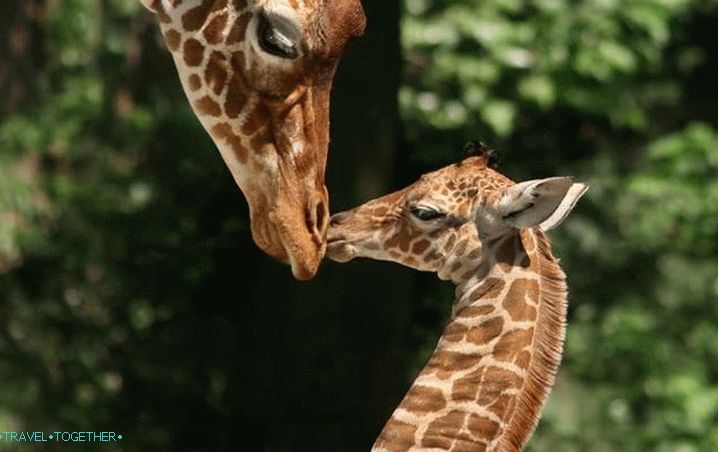 Amsterdam, Amsterdam Zoo