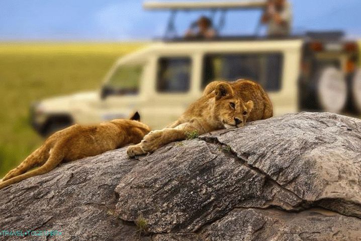 Počitek za otroke v tujini, safari v Tanzaniji