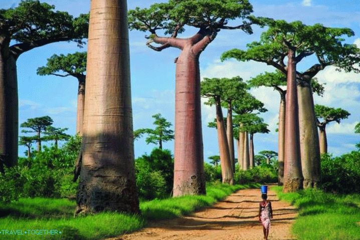 Madagaskar, aleja Baobab - najbolj prepoznavna ulica na svetu