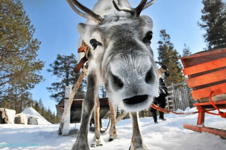 Laponska, vožnja po sankanju za severne jelene