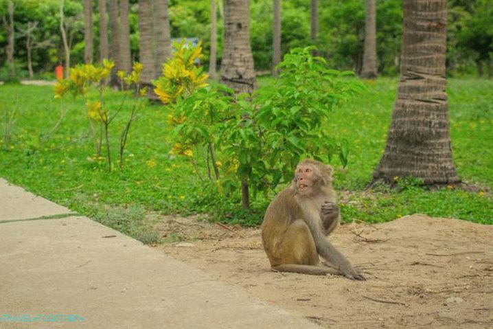 Vietnam, obiščite Monkey Island