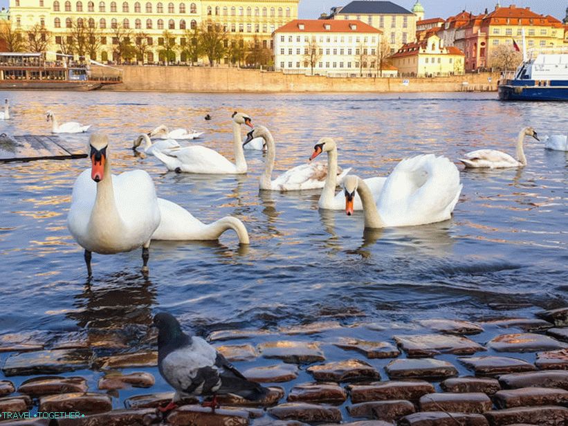 Labodi v Pragi in kje jih hraniti