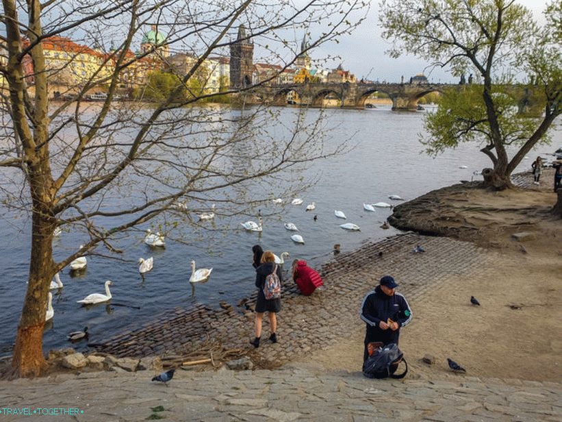 Labodi v Pragi in kje jih hraniti