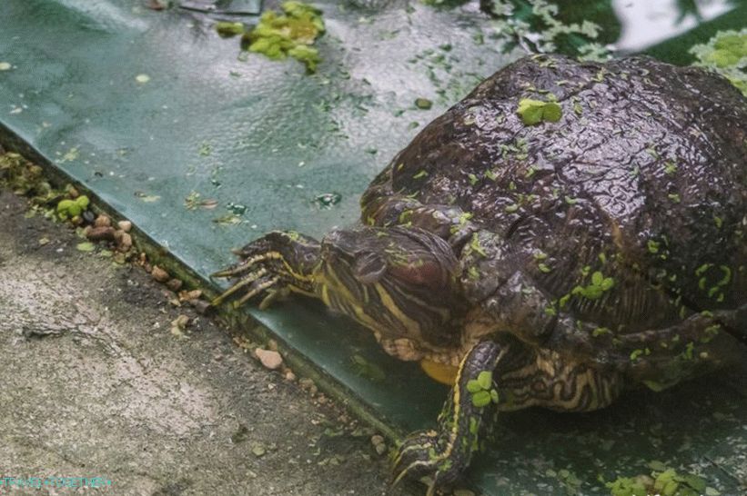 Libereški botanični vrt - lepota vseh letnih časov