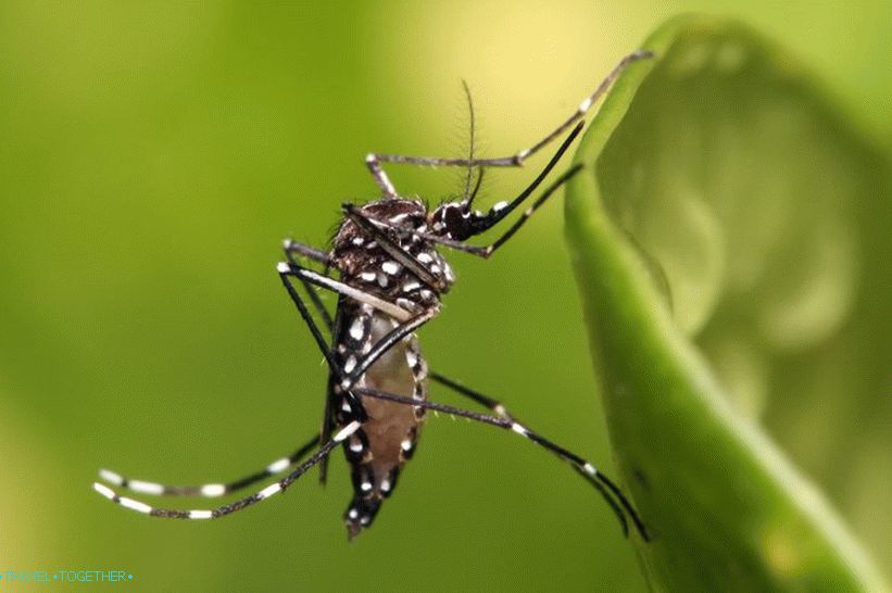 Transporterji komarjev Aedes Aegypti