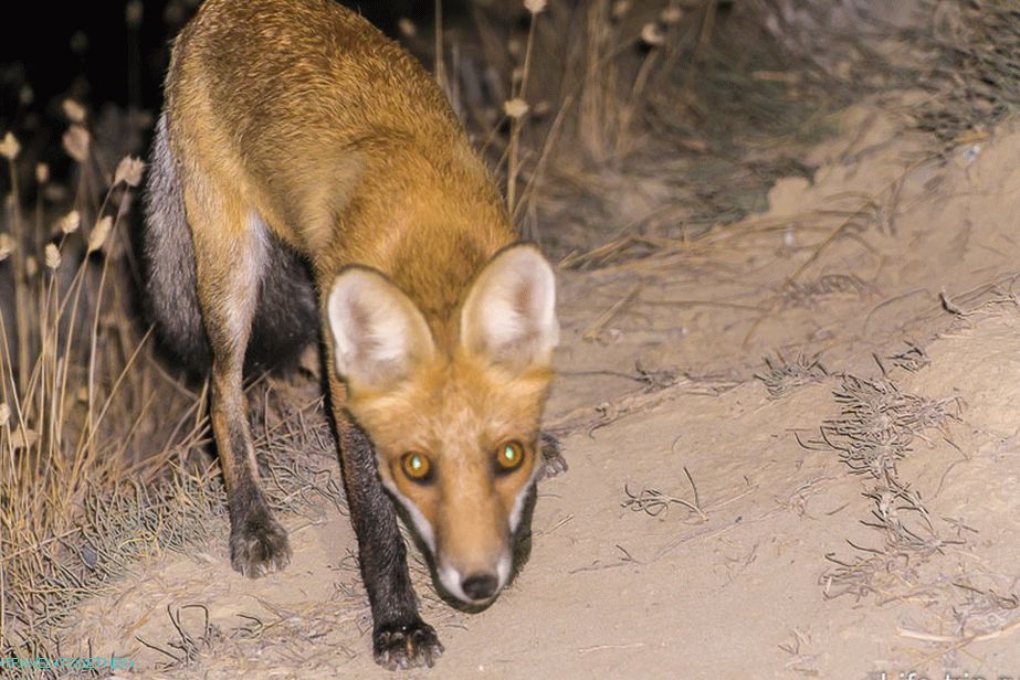 Fox je prišel skoraj na dosegu roke