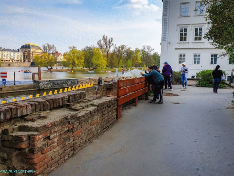 Pohod pingvinov po Vltavi - rumeni pingvini v Pragi