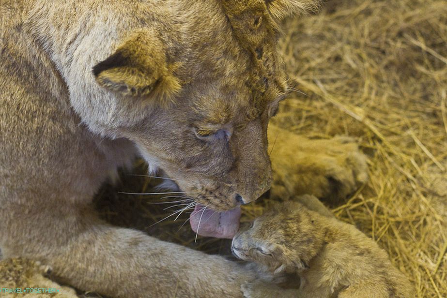 Lioness and Lion